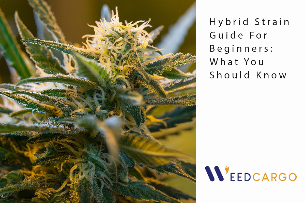hybrid strain guide