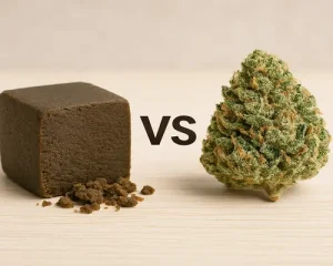 Hash vs Cannabis Flower Core Differences
