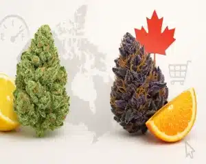Buying Sour Diesel and Purple Mimosa Online in Canada