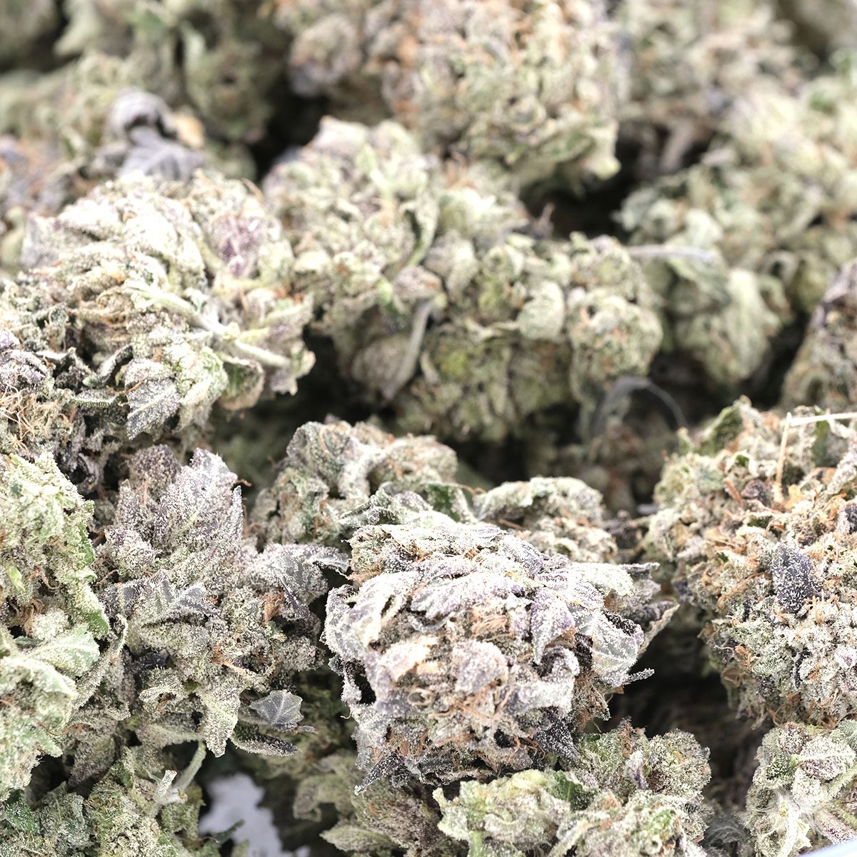 Black Tuna – Prerolls - Image 3