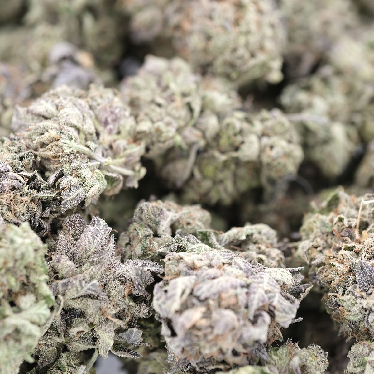 Black Tuna – Prerolls - Image 4