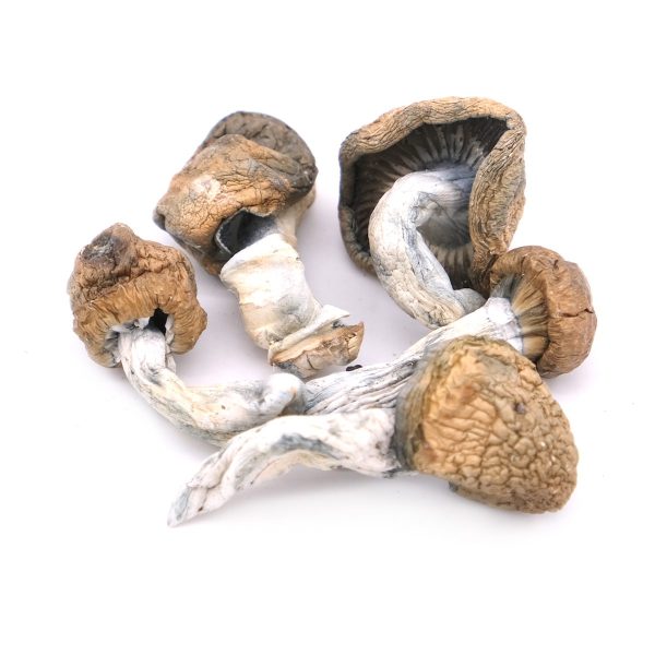 Blue Meanie Magic Mushrooms