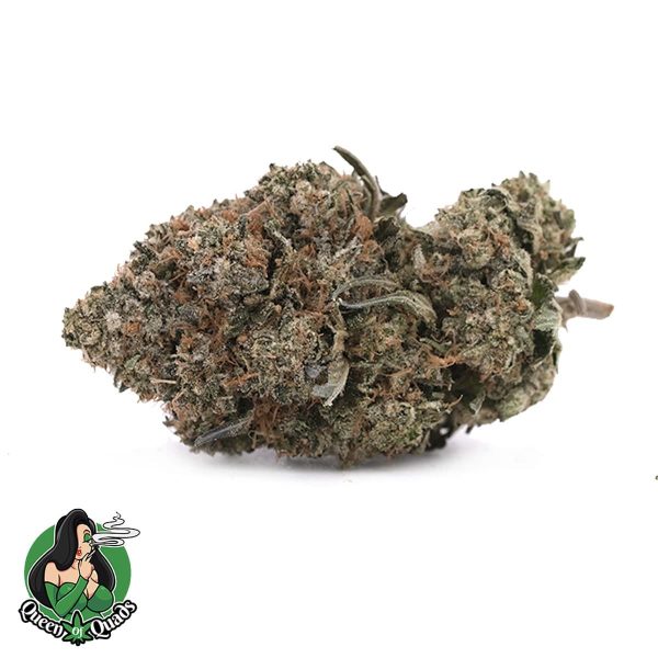 Bluefin Tuna - Indica - Queen Of Quads