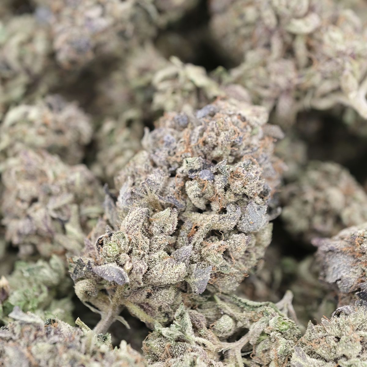 Death Tuna – Indica – AAA - Image 4