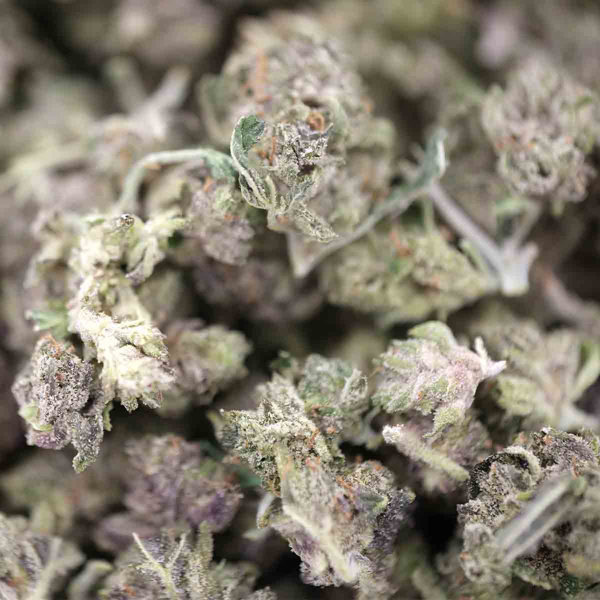 Gas Mask Smalls – Indica – AA