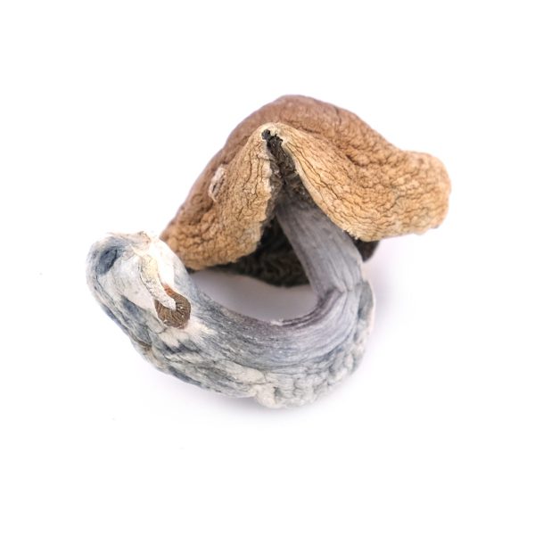 Golden Teacher – Dried Magic Mushrooms