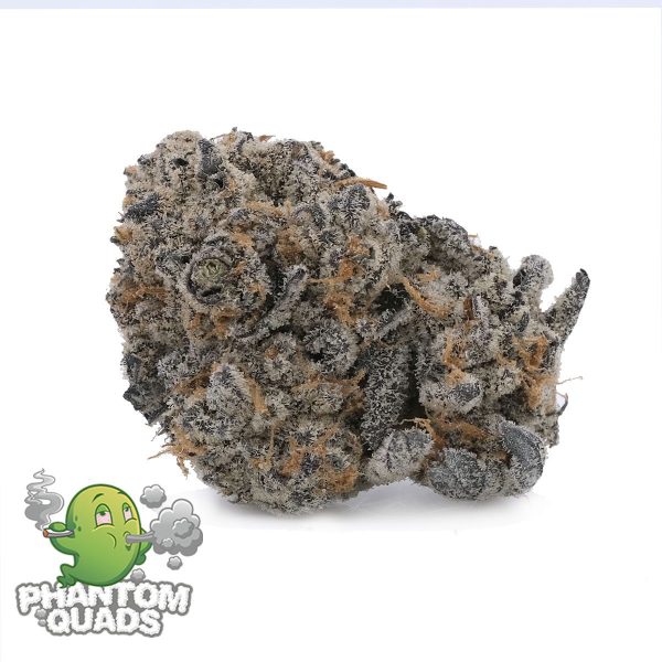 Grape Fritter – Hybrid – AAAA- Phantom Quads