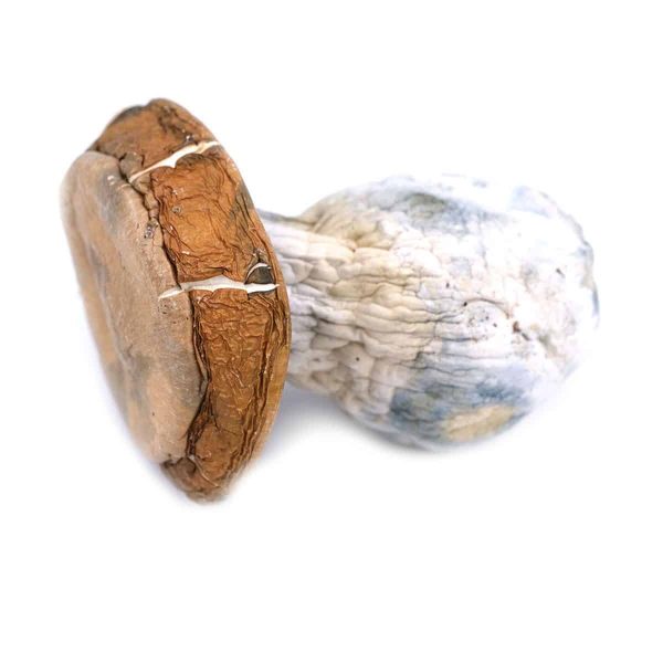 Hillbilly Pumpkin Magic Mushrooms