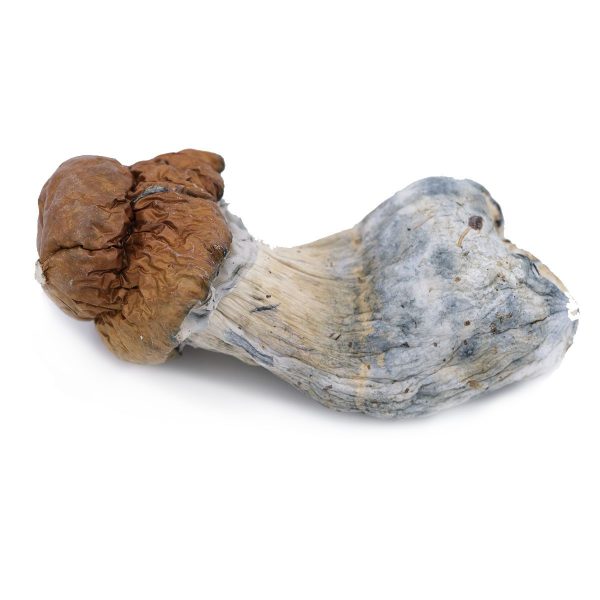 King Kong Magic Mushrooms