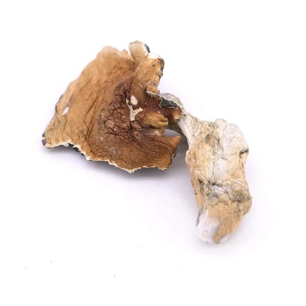 Koh Samui Magic Mushrooms