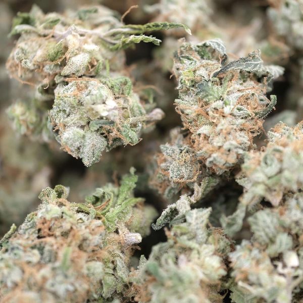 Orange Creamsickle Smalls – Hybrid – AAA