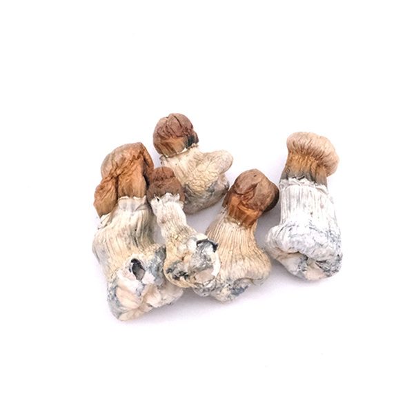 Penis Envy #7 Magic Mushrooms