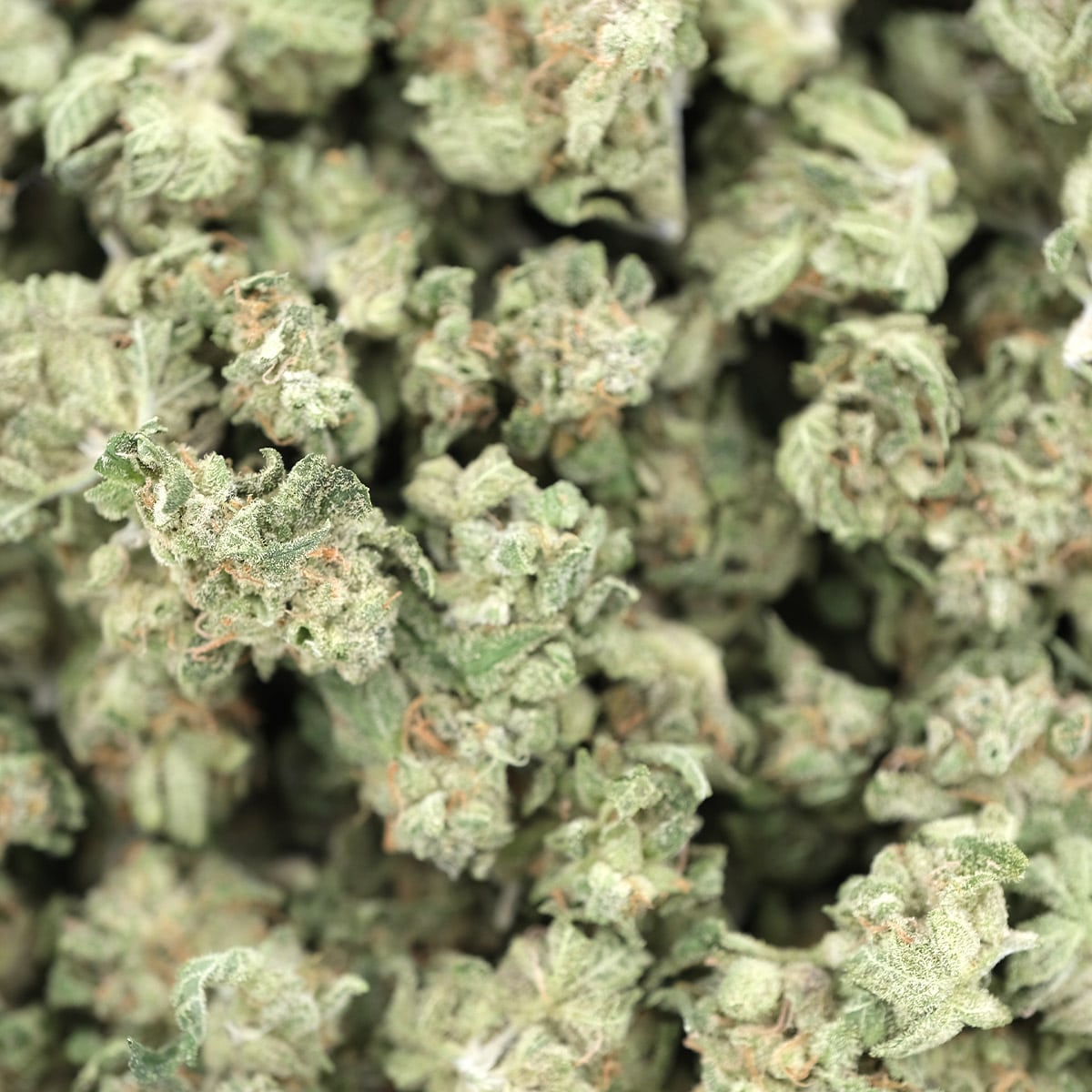 Tangerine Dream (Smalls) – Hybrid – AAA - Image 2