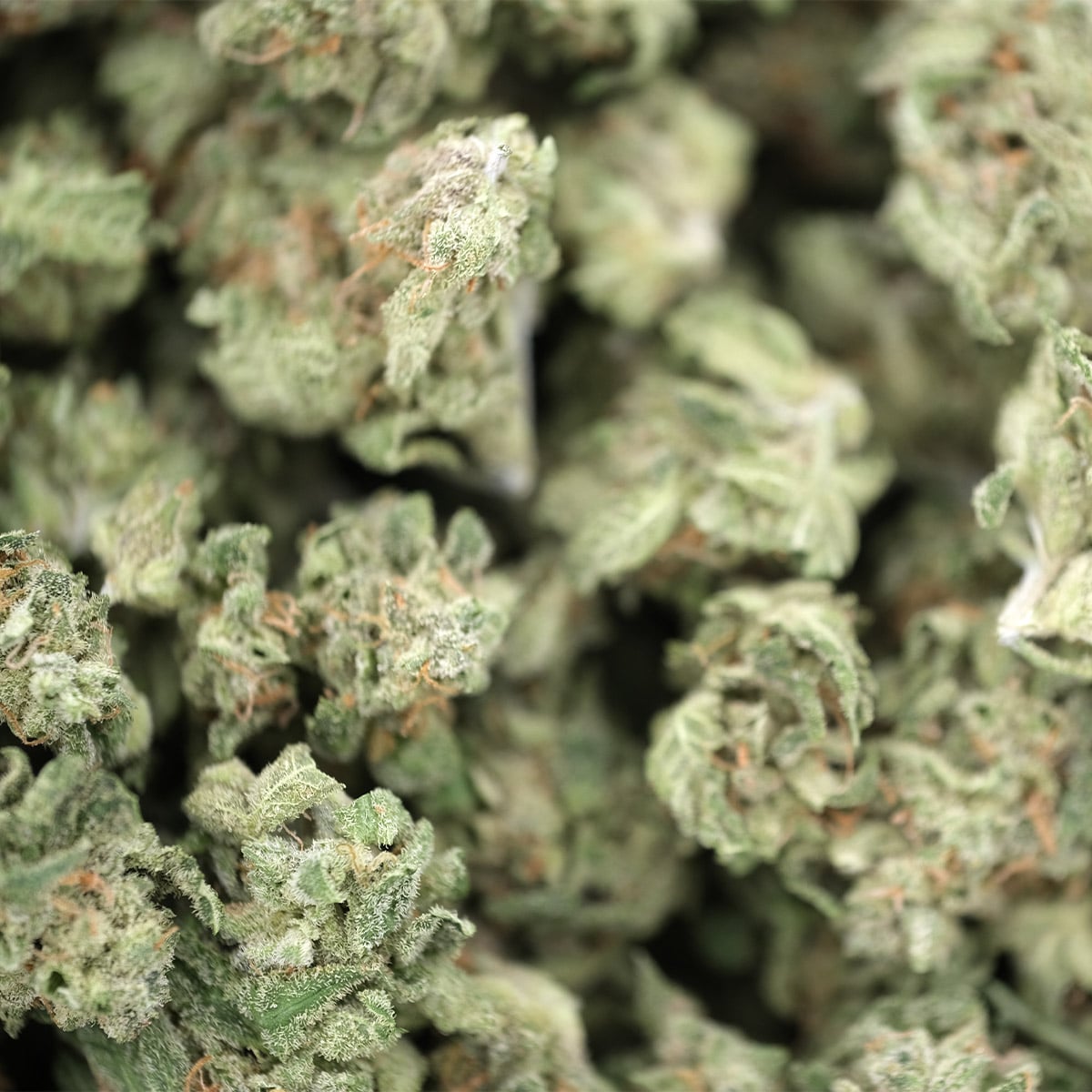 Tangerine Dream (Smalls) – Hybrid – AAA