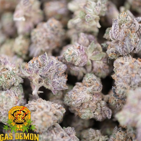 Tiramisu Cookies Smalls – Indica – AAAA – Gas Demon