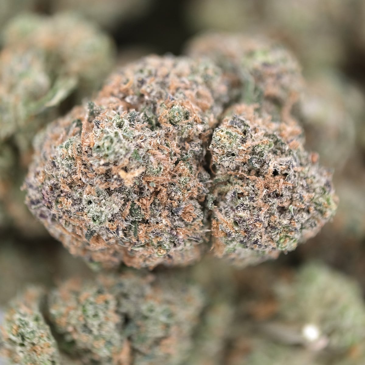 Watermelon Z – Indica – AAA