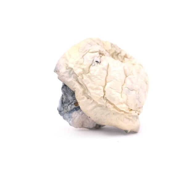 Albino Smurfs Magic Mushrooms