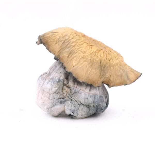 Humble Pie Magic Mushrooms