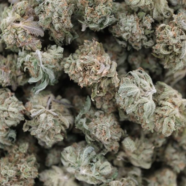 Melon Berry – Hybrid – AAA