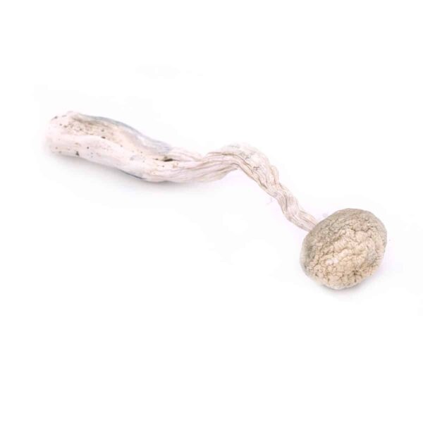 Snow White Magic Mushrooms