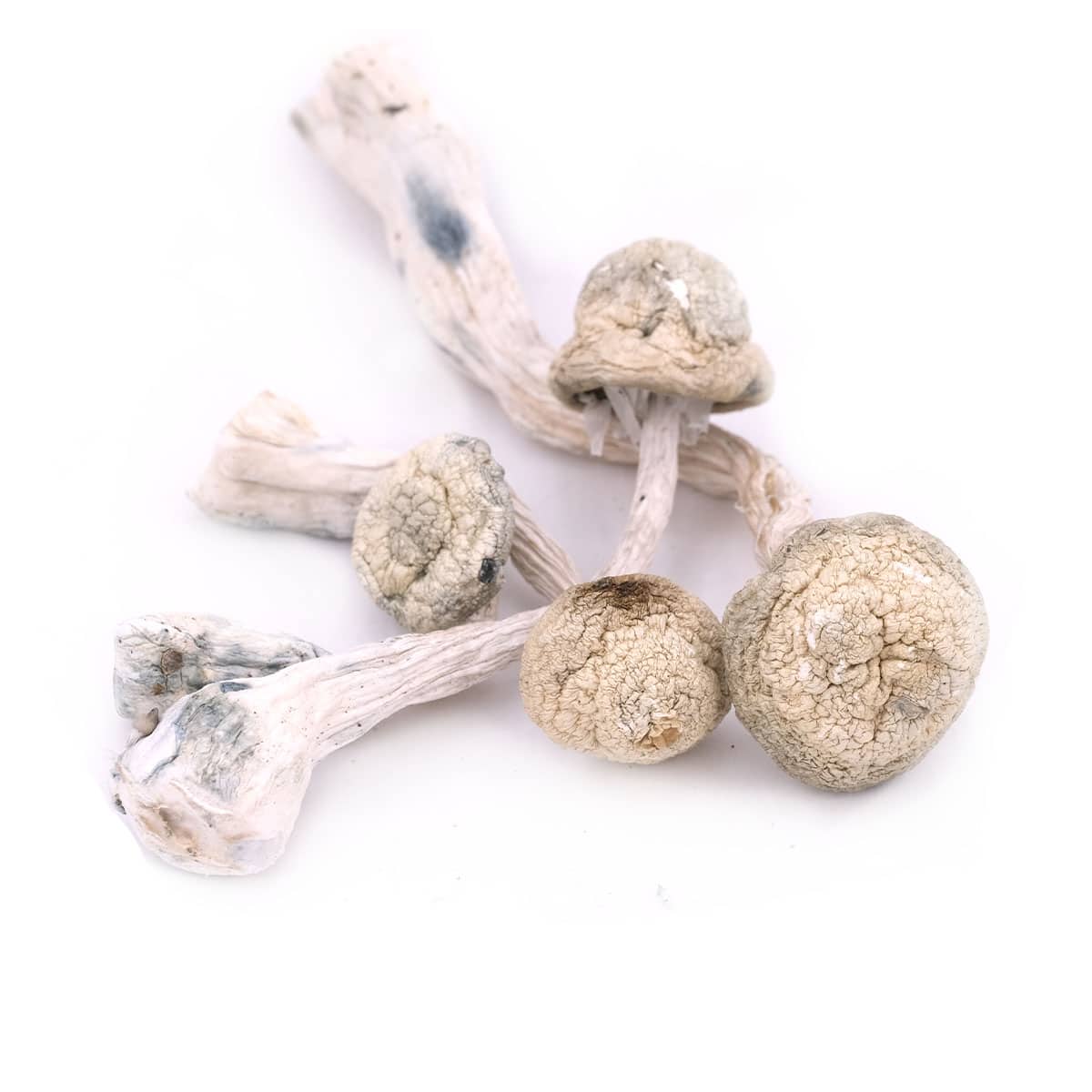 Snow White Magic Mushrooms - Image 2