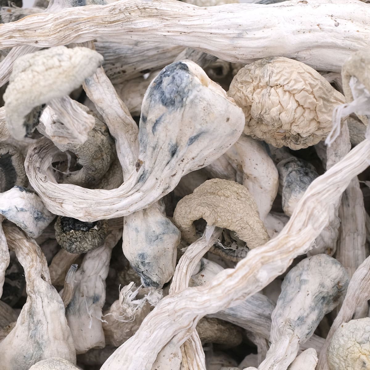 Snow White Magic Mushrooms - Image 3