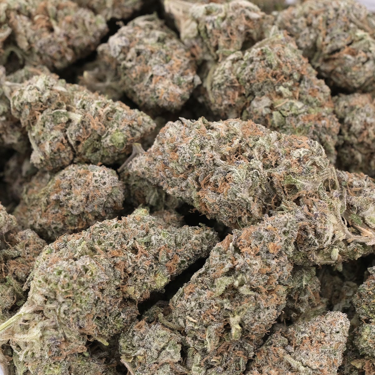 Lemon Cherry Gelato – Hybrid – AAA - Image 3