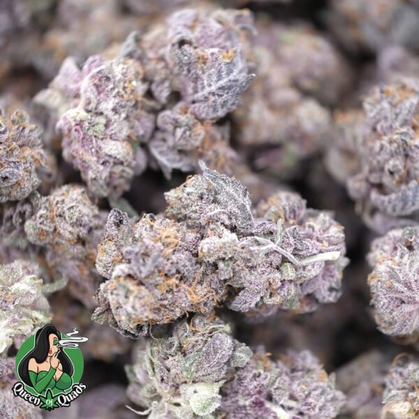 Berry Gelato Smalls – Hybrid – AAAA – Queen Of Quads