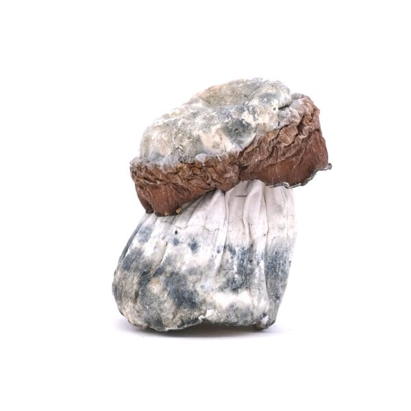 Blue Foot Magic Mushroom