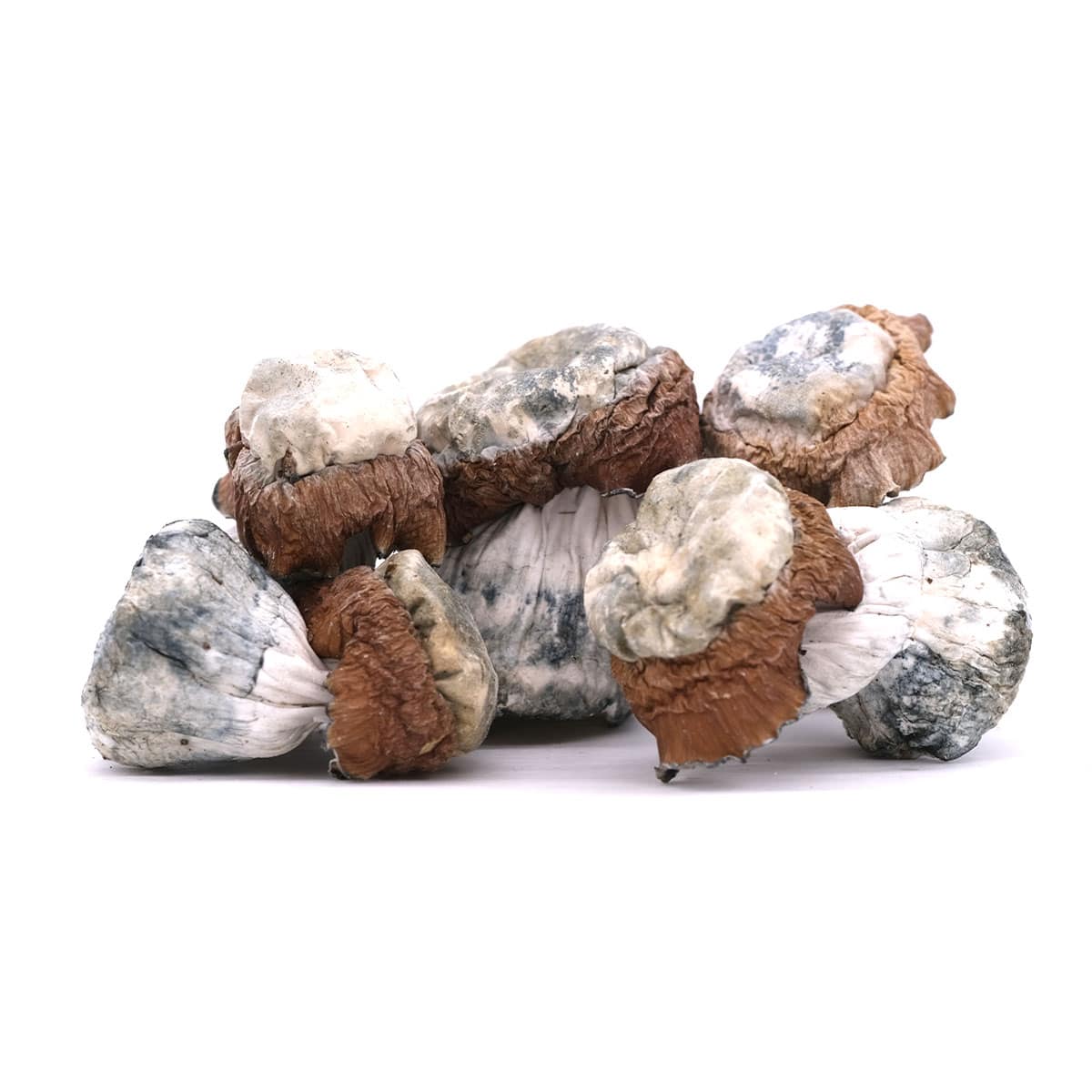 Blue Foot Magic Mushroom - Image 2