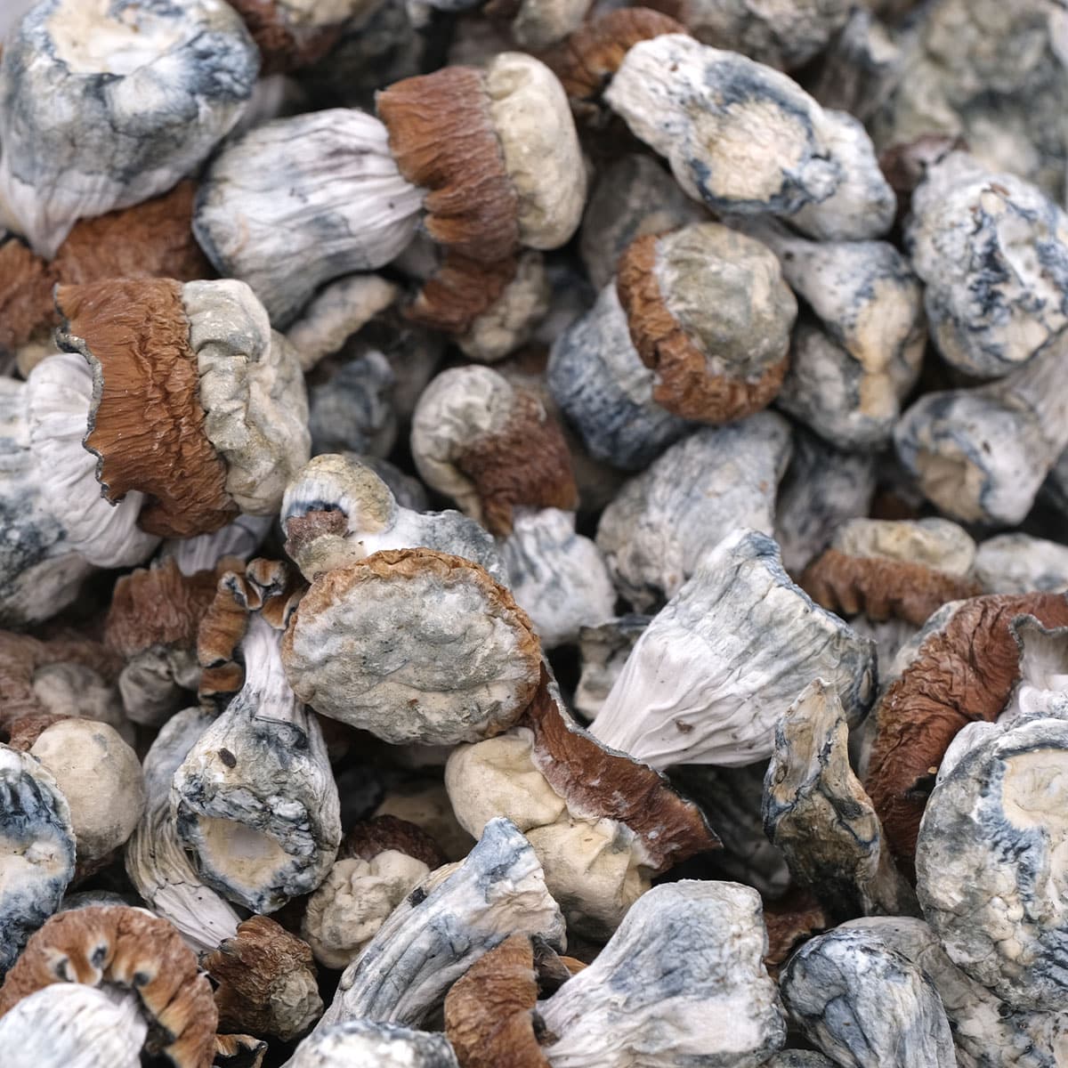 Blue Foot Magic Mushroom - Image 3