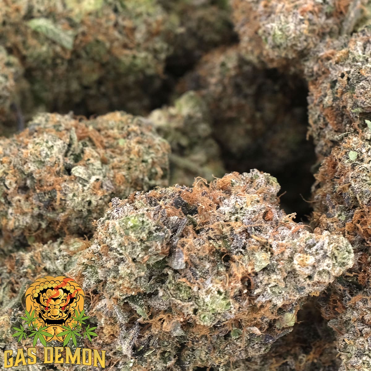 Lindsay OG – Indica Dominant – AAAA – Gas Demon - Image 3