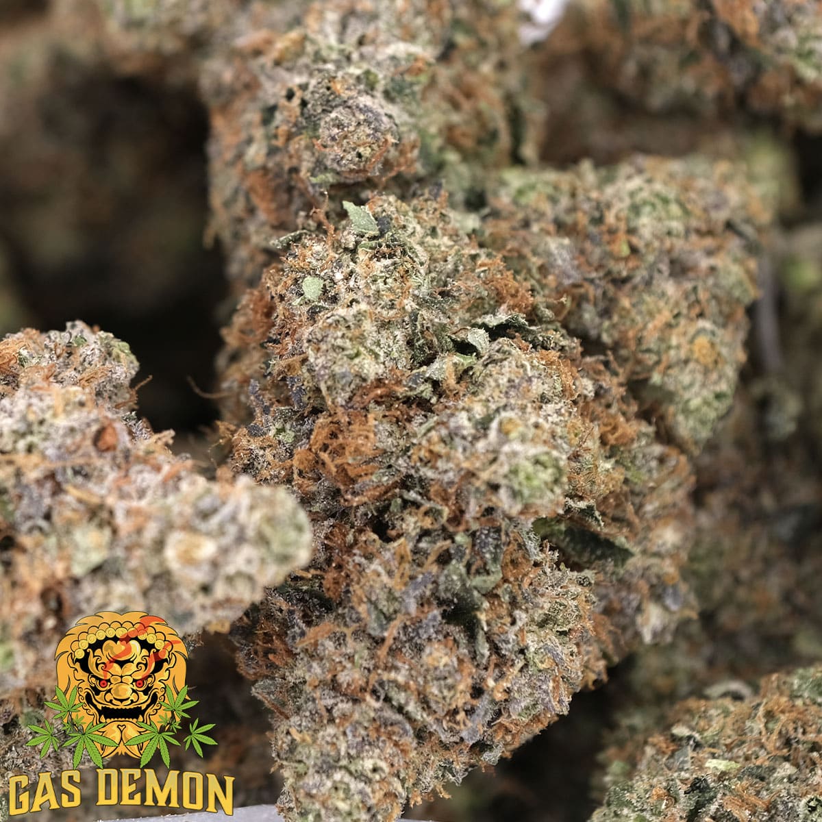 Lindsay OG – Indica Dominant – AAAA – Gas Demon - Image 4