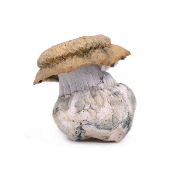 Oaxaca Gold Magic Mushroom