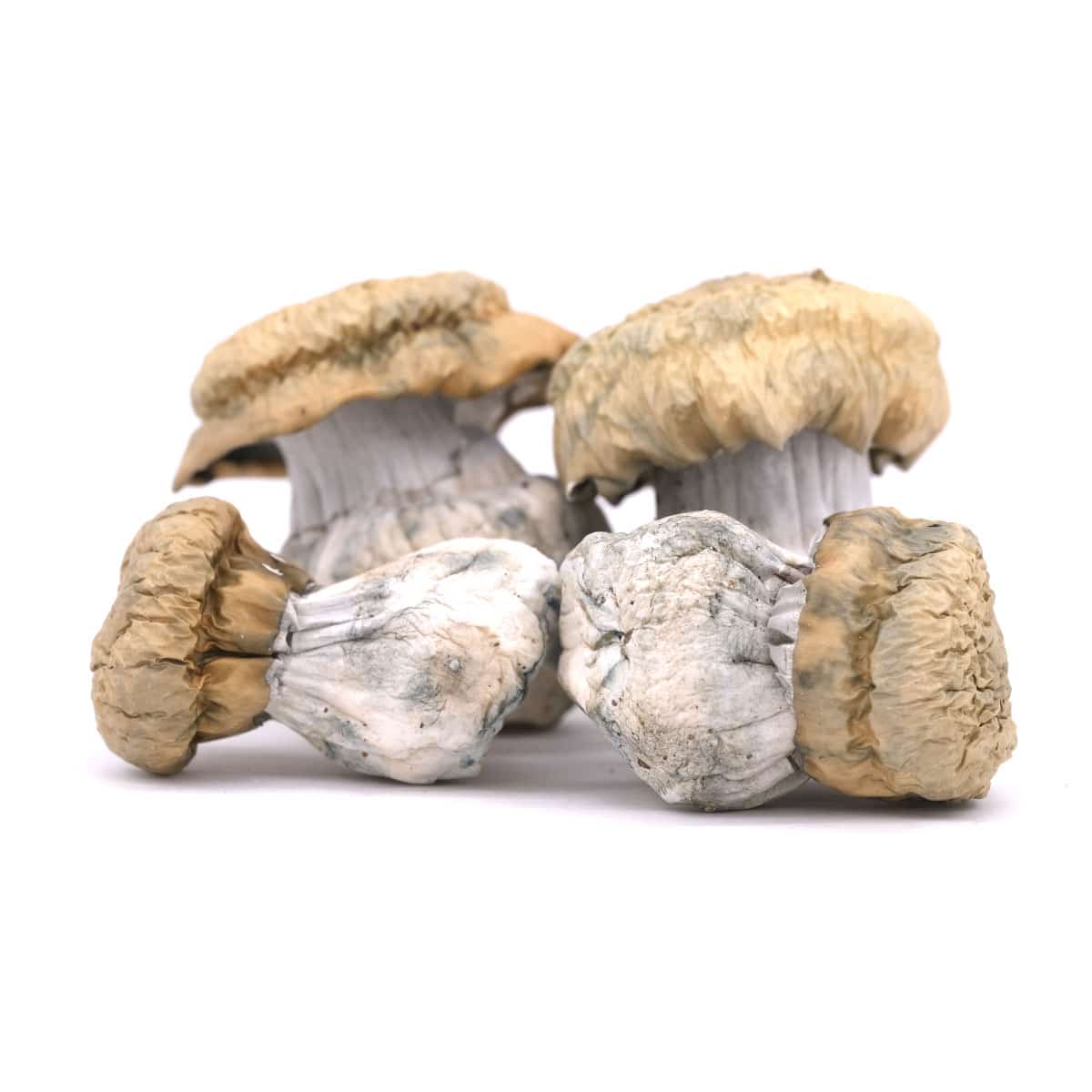 Oaxaca Gold Magic Mushroom - Image 2