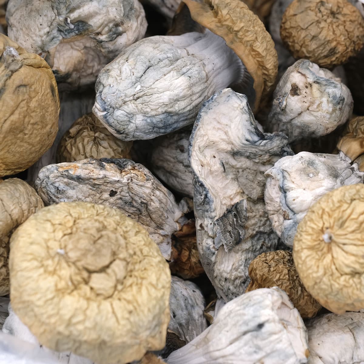 Oaxaca Gold Magic Mushroom - Image 3