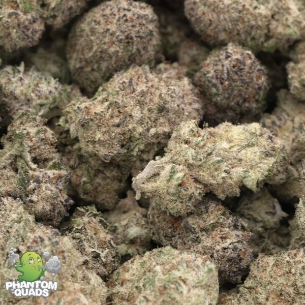 Passion Fruit Mimosa Smalls – Hybrid – AAAA – Phantom Quads