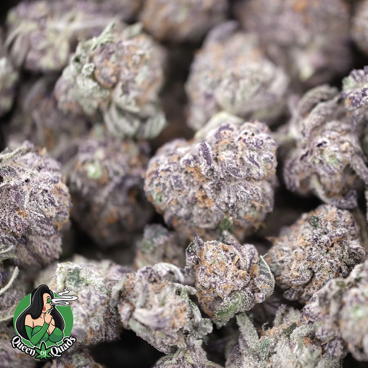 Purple Punch Smalls – Indica – AAAA – Queen Of Quads - Image 3