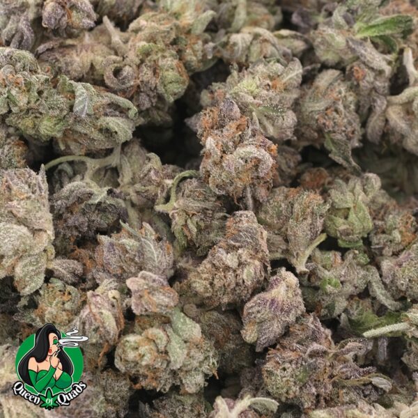 Magic Melon ( Popcorns ) – Sativa Dominant – AAAA – Queen Of Quads