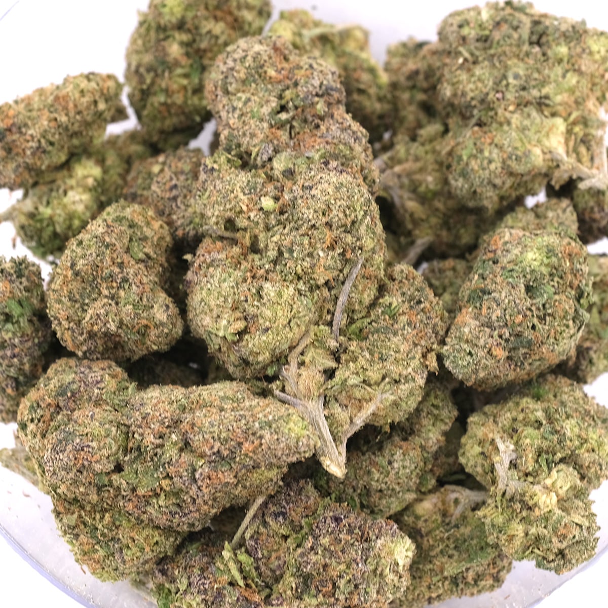 Rainbow Sherbet – AAA – Hybrid - Image 3