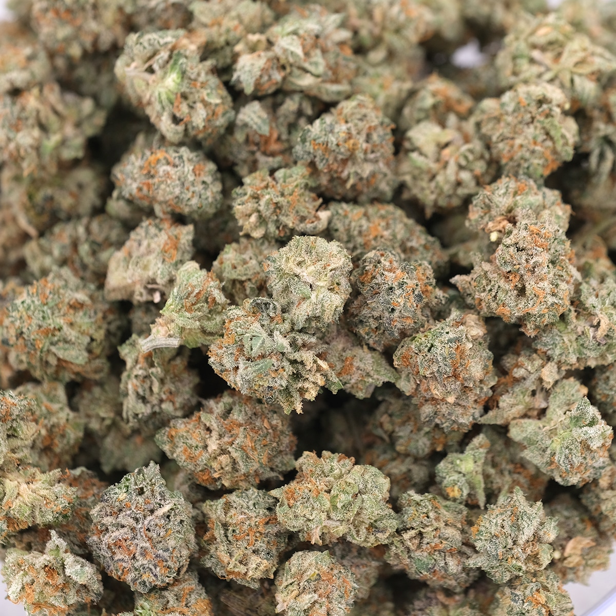 Black Widow - Hybrid - AA (Popcorn) - Image 2