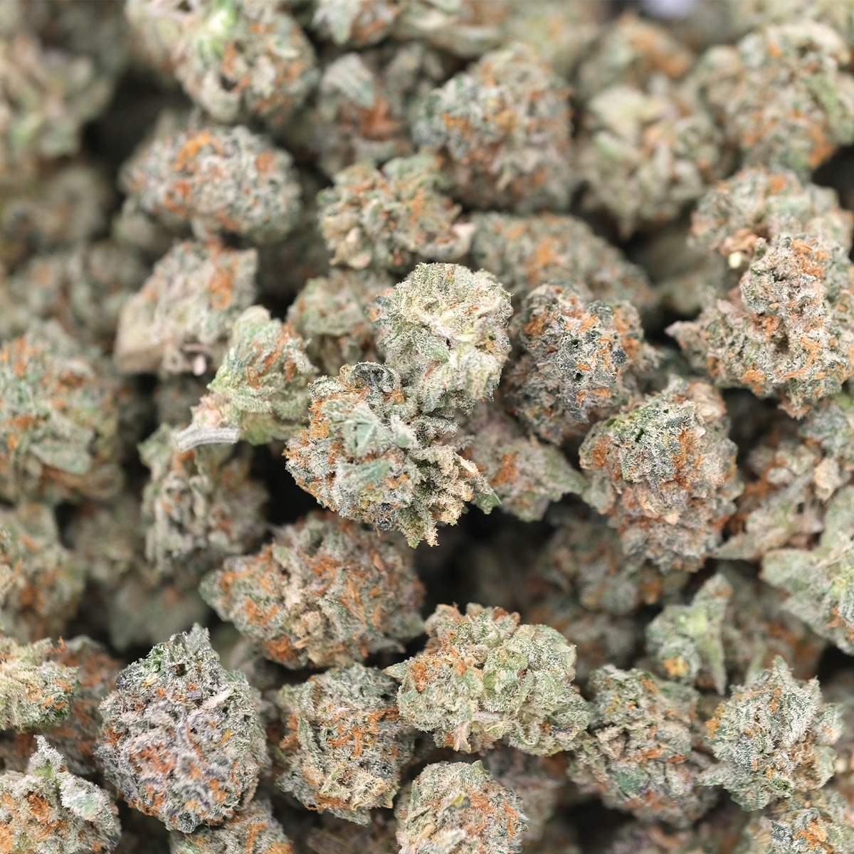 Black Widow - Hybrid - AA (Popcorn) - Image 3