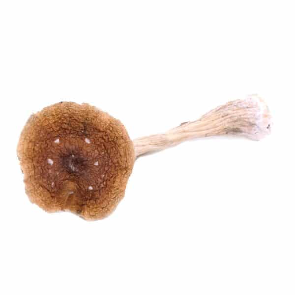 Full Moon Party Magic Mushrooms