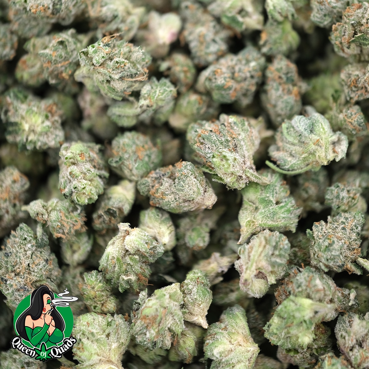 Gas Candy (Popcorn) - Indica - Queens Of Quads - Image 3
