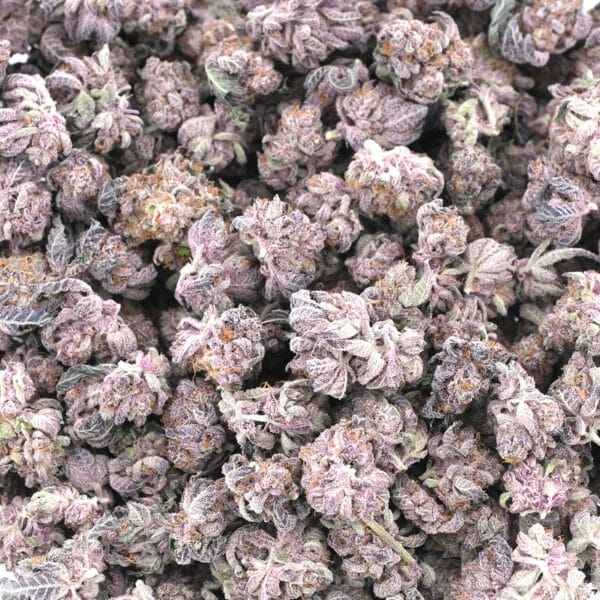 Purple OG Kush (Popcorn) - Indica - AAA