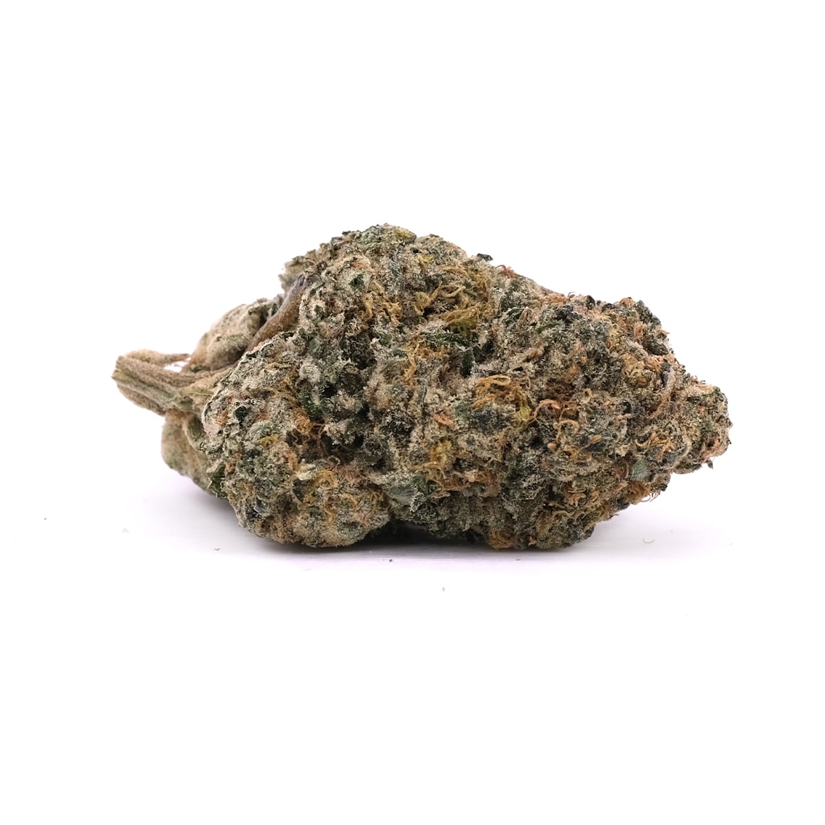 Moby Dick - Sativa - AAA