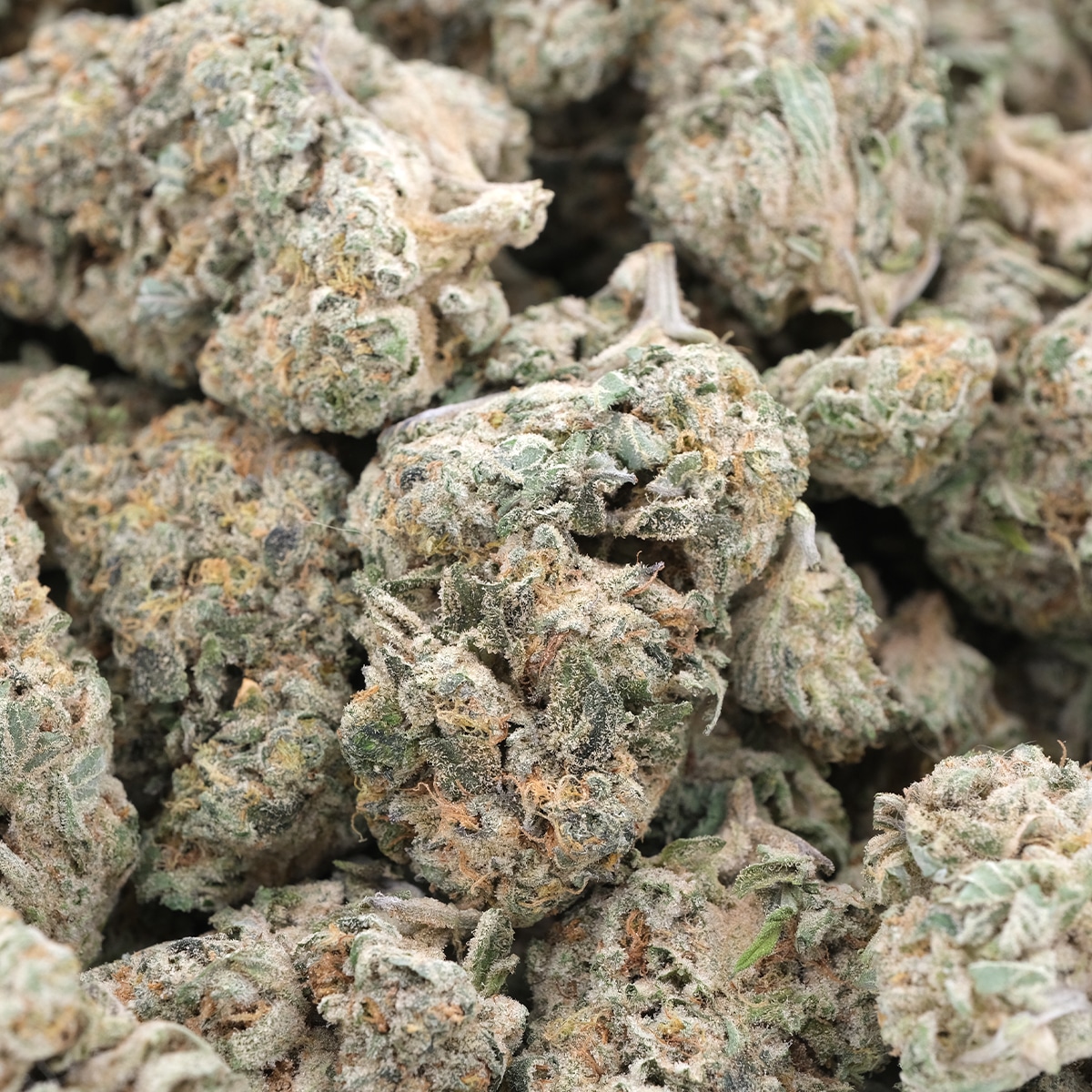 Moby Dick - Sativa - AAA