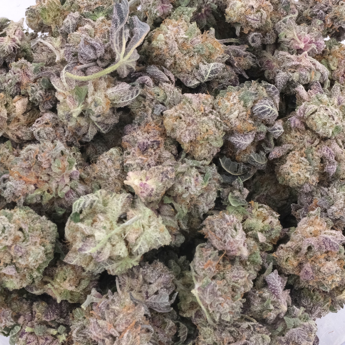 Tom Ford Pink Kush Smalls - Indica Dominant Hybrid - Image 3