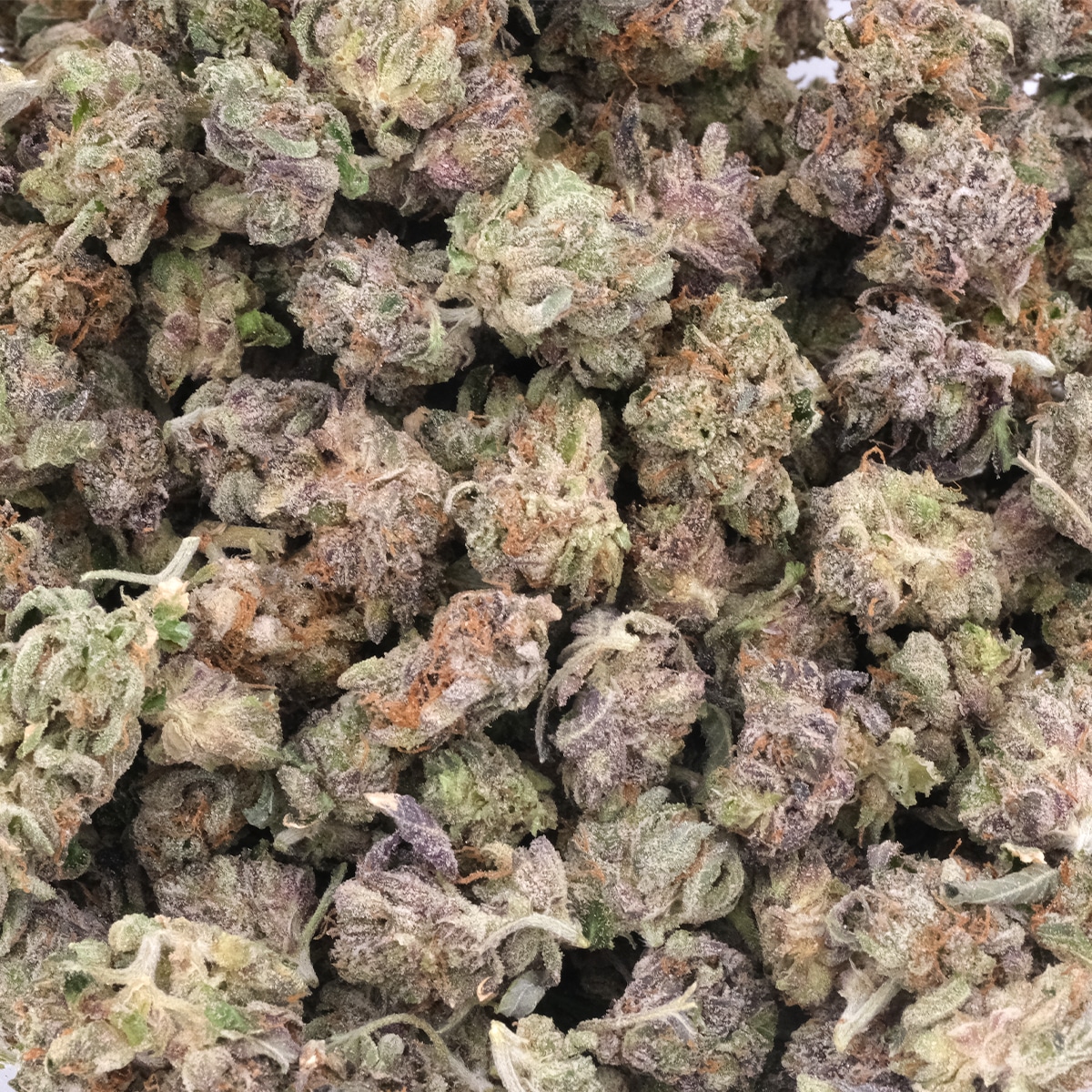 Tom Ford Pink Kush Smalls - Indica Dominant Hybrid - Image 4