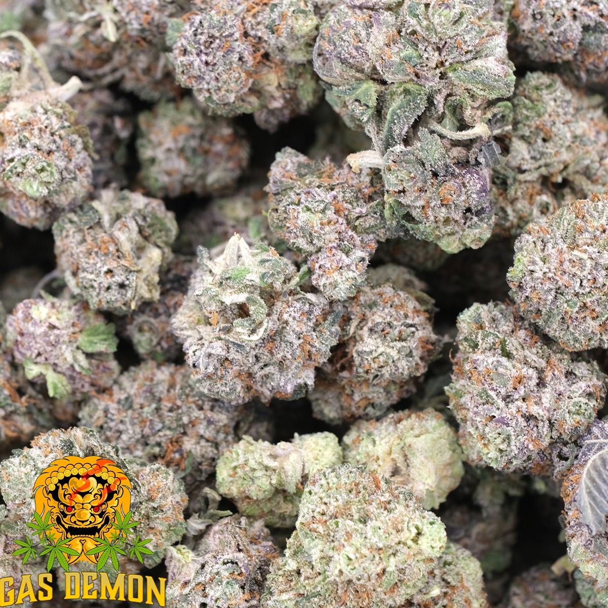 Blue Raspberry (Popcorns) - AAAA - Hybrid - Gas Demon - Image 2